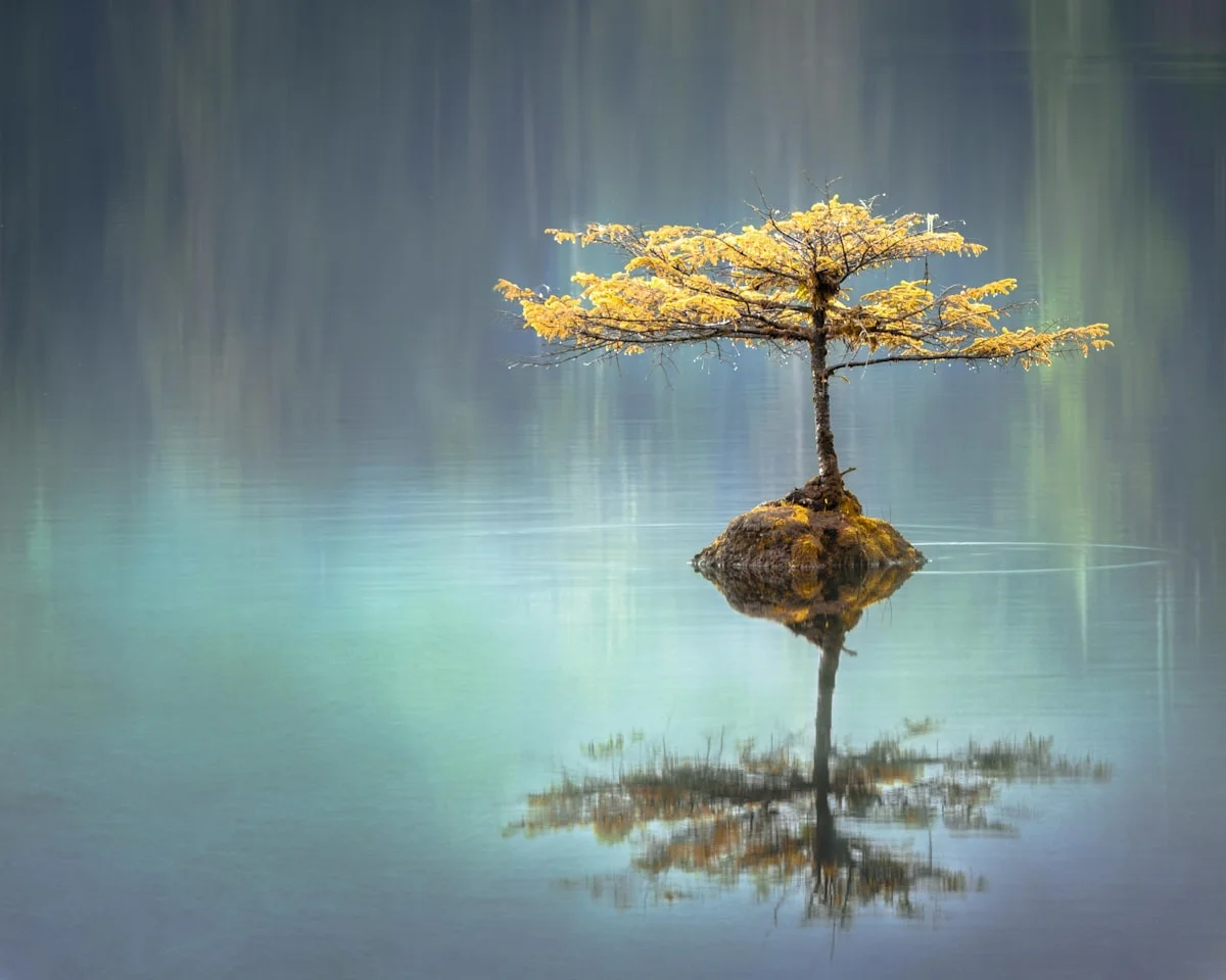 A solitary golden tree reflected in still water — contemplation and impermanence